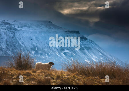 Ein schwarzes Schaf konfrontiert, in einem Feld unter einem schneebedeckten Ingleborough, Ingleborough ist einer der drei Gipfel, die Bestandteil des "Three Peaks Challenge" Stockfoto