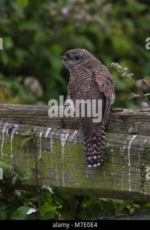 Jugendliche auf Zaun Norfolk Juli 2009 thront Stockfoto