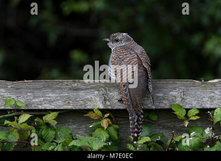 Jugendliche auf Zaun Norfolk Juli 2009 thront Stockfoto