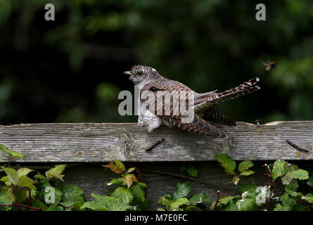 Jugendliche auf Zaun Norfolk Juli 2009 thront Stockfoto