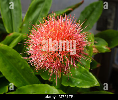 Rote pflanze Blume amaryllisgew (Haemanthus) Stockfoto