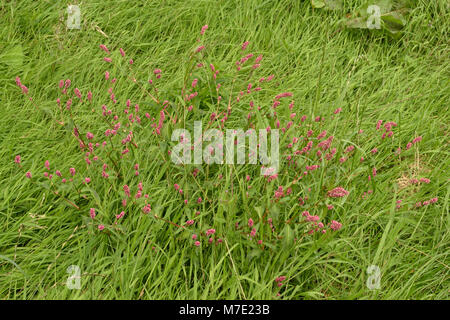 Wasserläufer, Persicaria maculosa wächst im Grünland Stockfoto