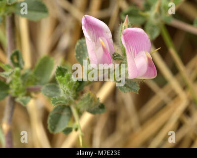 Gemeinsamen Restharrow, Ononis repens Stockfoto