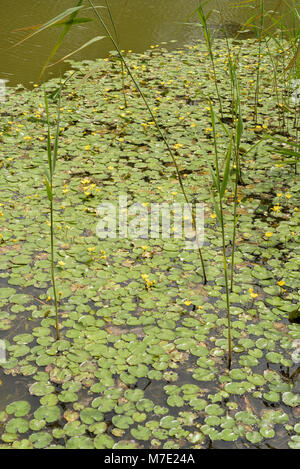 Fransen Wasserlilie, Nymphoides peltata Stockfoto