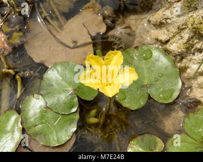 Fransen Wasserlilie, Nymphoides peltata Stockfoto