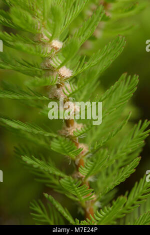 Parrot's-Feder, Myriophyllum aquaticum Stockfoto