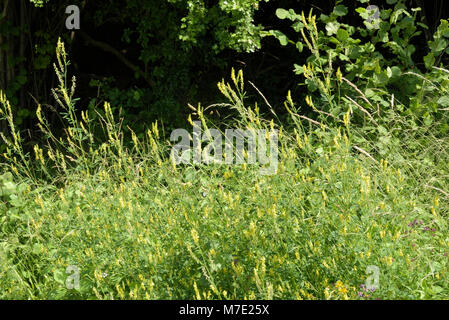 Gerippte Honigklee, Melilotus officinalis Stockfoto