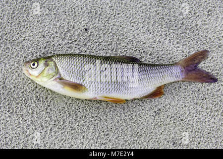 Fische Süßwasser-Sibirischen ide liegt auf einem sandigen Hintergrund, in der die Spuren der Regen fällt Stockfoto