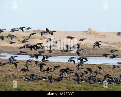 Ringelgans Branta bernicla, Gruppe im Flug, Norfolk, Februar 2018 Stockfoto