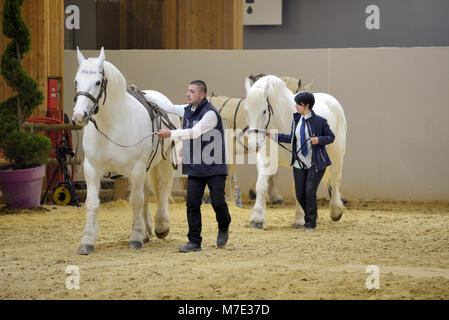 Boulonnais Zugpferde, aka Marmor White Horse, bei Paris International Agricultural Show, oder Salon International de l'Agriculture (SIA) Paris Frankreich Stockfoto