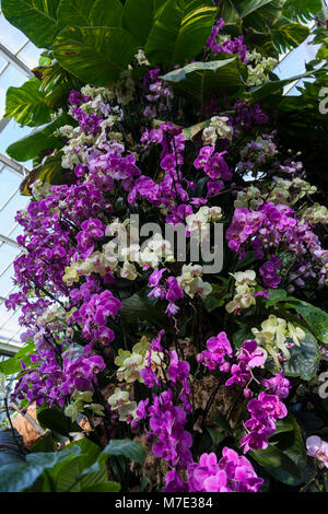 Großes Display von Phalaenopsis Orchideen im Orchid Festival in Kew Gardens 2018 Stockfoto