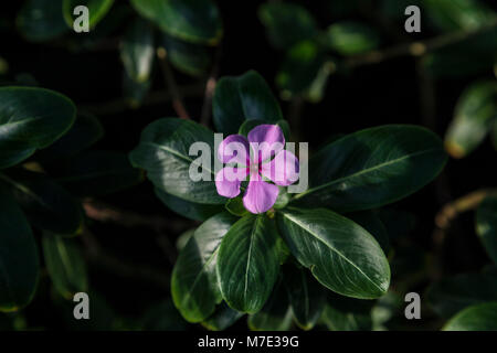 Catharanthus roseus oder Madagaskar periwinkle im Orchid Festival in Kew Gardens 2018 Stockfoto