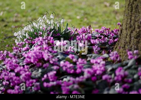 Cyclamen Coum und Schneeglöckchen, winterharte Staude Frühlingsblumen. Cruickshank Botanic Gardens, Ola Aberdeen, Schottland, Großbritannien. Stockfoto