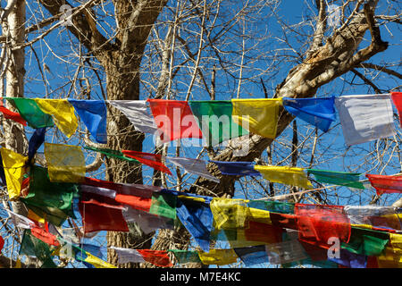 Buddhistische Gebetsfahnen auf einem Baum, Muktinath, Nepal Stockfoto