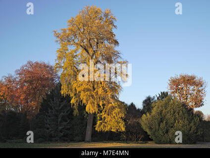Herbst im Park mit Sonne zu einem Ginkgo gerichtet Stockfoto