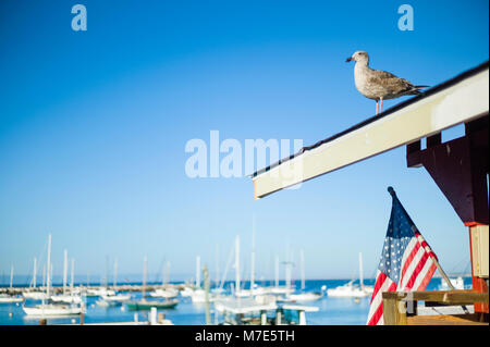 Junge Möwe auf einem Dach, Fisherman's Wharf Monterey California USA Stockfoto