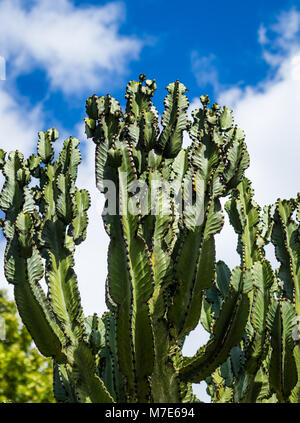 Kandelaber Baum auch als Euphorbia ingens hier sehr hoch. Stockfoto