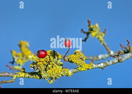 Gelbe flechten deckt ein weißdorn Zweig mit zwei roten Beeren vor blauem Himmel. Stockfoto