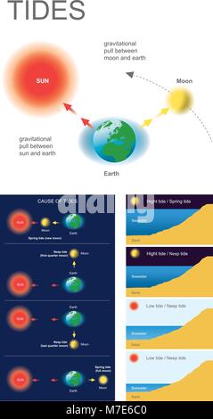 Die Gezeiten der Aufstieg und Fall der Meeresspiegel durch die kombinierte Wirkung der Gravitationskräfte der Mond und die Sonne und die Rotation ausgeübt verursacht Stock Vektor