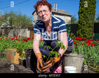 Voronezh, Russland - Mai 04, 2017: Frühjahrspflanzung arbeitet in der Sommerresidenz. Stockfoto