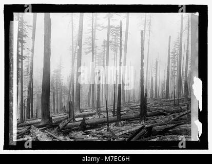 Oregon National Forest. Wirkung von Feuer auf einem alten b (...) LCCN 2016821640 Stockfoto