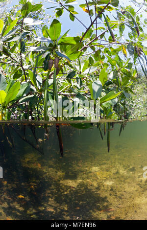 Mangroven, Cancun, Yucatan, Mexiko Stockfoto