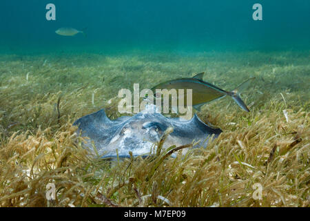 Stachelrochen auf Seegras, Dasyatis americana, Akumal und Tulum, Mexiko Stockfoto