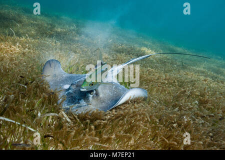 Stachelrochen auf Seegras, Dasyatis americana, Akumal und Tulum, Mexiko Stockfoto