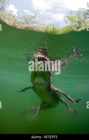 Morelets Krokodil, Crocodylus moreletii, Cancun, Yucatan, Mexiko Stockfoto