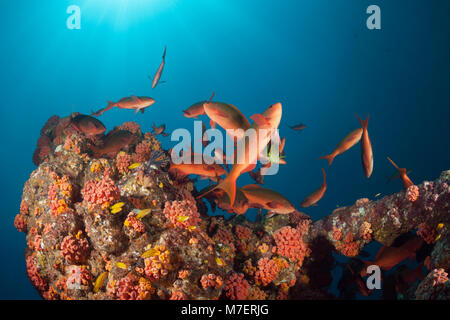 Schulbildung-Pacific-Creolefish, Paranthias Kolonos, La Paz, Baja California Sur, Mexiko Stockfoto