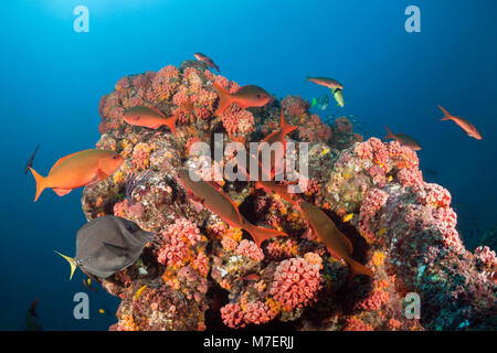 Schulbildung-Pacific-Creolefish, Paranthias Kolonos, La Paz, Baja California Sur, Mexiko Stockfoto