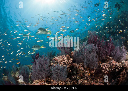 Über scissortail Chromis Coral Reef, Chromis atrilobata, La Paz, Baja California Sur, Mexiko Stockfoto