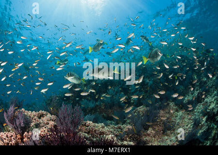 Über scissortail Chromis Coral Reef, Chromis atrilobata, La Paz, Baja California Sur, Mexiko Stockfoto