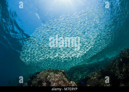 Shoal von Sardinen, sardinops Biographie <, La Paz, Baja California Sur, Mexiko Stockfoto