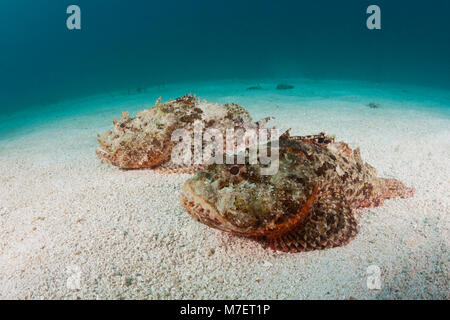 Paar Pacific spotted Scorpionfish, Scorpaena mystes, La Paz, Baja California Sur, Mexiko Stockfoto