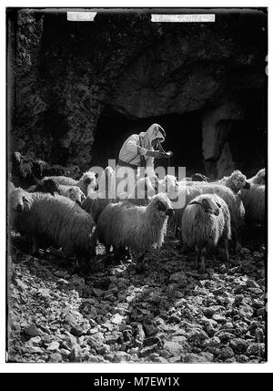 Satz von dreizehn wählen Sie Folien von Hirten leben, zur Veranschaulichung der Dreiundzwanzigsten Psalms. "Du anointest mein Haupt mit Öl". LOC 05678 matpc. Stockfoto