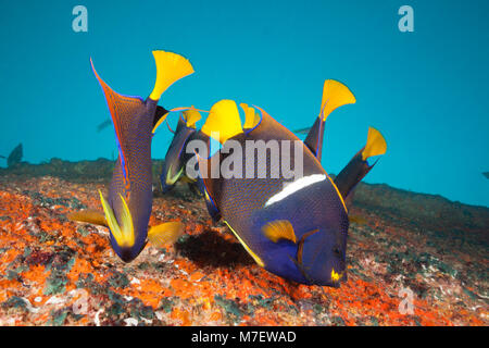 Cortez Kaiserfische in Salvatierra Wrack, holacanthus Passer, La Paz, Baja California Sur, Mexiko Stockfoto