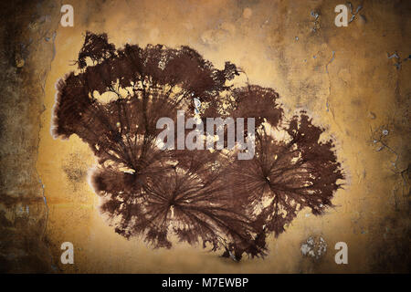 Keller Pilzmyzel auf Wand (Coniophora puteana), Pilzbefall resultiert aus der Feuchtigkeit Stockfoto