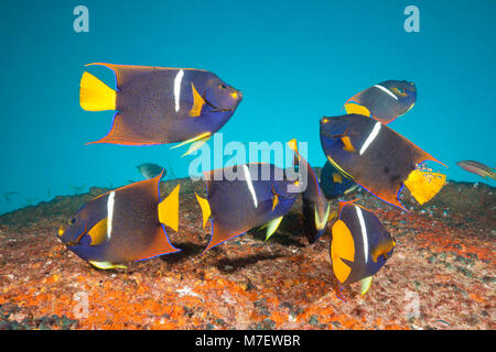 Cortez Kaiserfische in Salvatierra Wrack, holacanthus Passer, La Paz, Baja California Sur, Mexiko Stockfoto