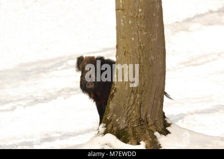 Neugierig Wildschwein versteckt sich hinter einem Baum (Sus scrofa) Stockfoto