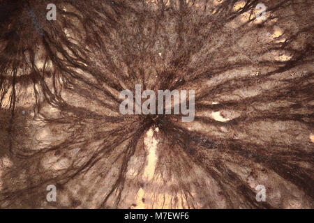 Detail der Keller Pilzmyzel (Coniophora puteana) Stockfoto