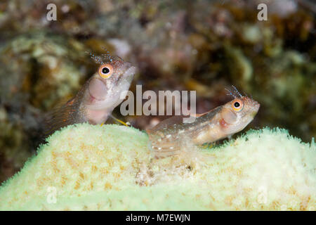 Browncheek Blenny, Acanthemblemaria crockeri, La Paz, Baja California Sur, Mexiko Stockfoto