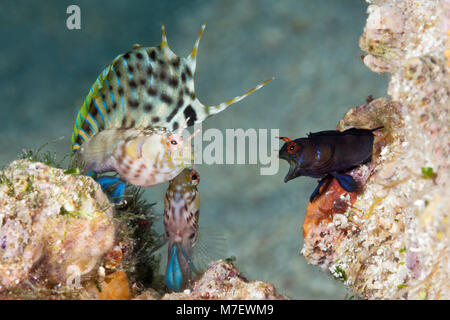 Schwer fassbaren Signal Schleimfische in bedrohlichen Haltung, Emblemaria Chamaecistus, La Paz, Baja California Sur, Mexiko Stockfoto