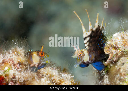 Schwer fassbaren Signal Schleimfische in bedrohlichen Haltung, Emblemaria Chamaecistus, La Paz, Baja California Sur, Mexiko Stockfoto