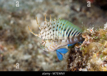 Schwer fassbaren Signal Schleimfische in bedrohlichen Haltung, Emblemaria Chamaecistus, La Paz, Baja California Sur, Mexiko Stockfoto