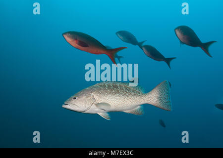 Golf Grouper, Mycteroperca jordani, Cabo Pulmo, Baja California Sur, Mexiko Stockfoto