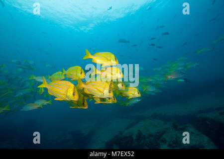 Schwarm von Panamic, Porkfish Anisotremus taeniatus, Cabo Pulmo, Baja California Sur, Mexiko Stockfoto