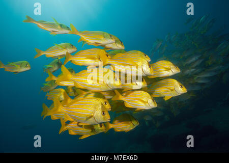 Schwarm von Panamic, Porkfish Anisotremus taeniatus, Cabo Pulmo, Baja California Sur, Mexiko Stockfoto