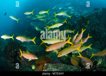 Shoal der Mexikanischen Goatfishes, Mulloidichthys dentatus, Cabo Pulmo, Baja California Sur, Mexiko Stockfoto