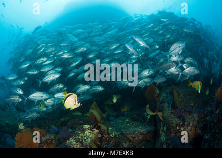 Schwarm von Großaugen Makrelen und Barberfishes, Caranx sexfasciatus, Cabo Pulmo, Baja California Sur, Mexiko Stockfoto